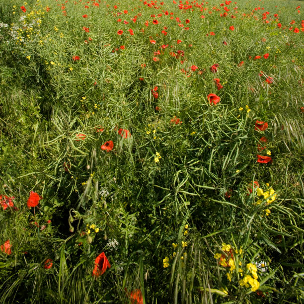Field oilseed rape, poppies and other weeds in field, North Yorkshire, England, UK