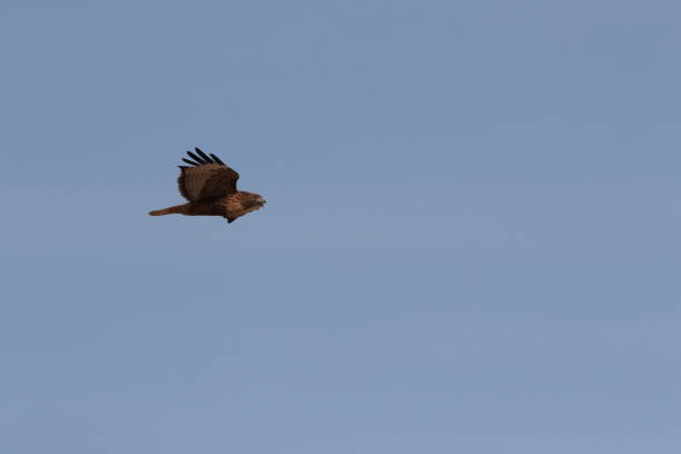 istock Red-tailed Hawk (Buteo jamaicensis) - Bosque del Apache National Wildlife Refuge, New Mexico 1209445484
