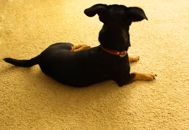 Little black dog is lying on the carpet, view from the back