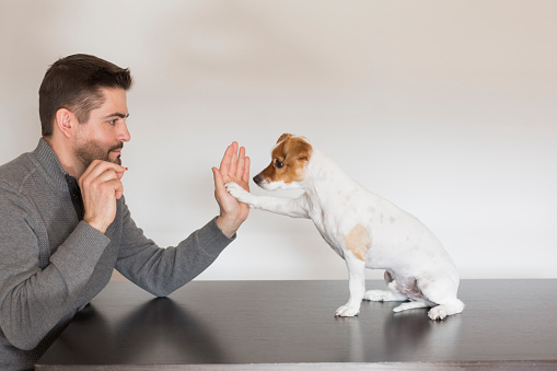 young man playing with his cute small dog. handshake between man and dog - High Five - teamwork. Pets indoors, love for animals concept