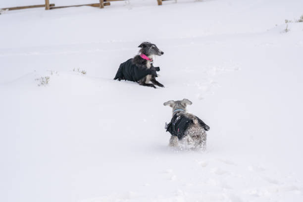 istock Two dogs playing and running in the snow 1209445710