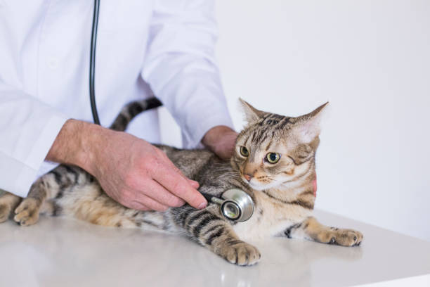istock young veterinarian man examining a cute cat by using stethoscope, isolated on white background. Indoors 1209445740