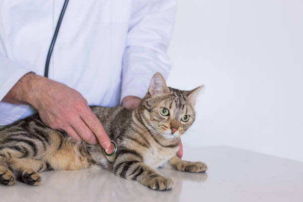 istock young veterinarian man examining a cute cat by using stethoscope, isolated on white background. Indoors 1209445755
