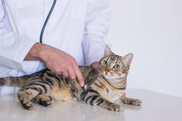 istock young veterinarian man examining a cute cat by using stethoscope, isolated on white background. Indoors 1209445760