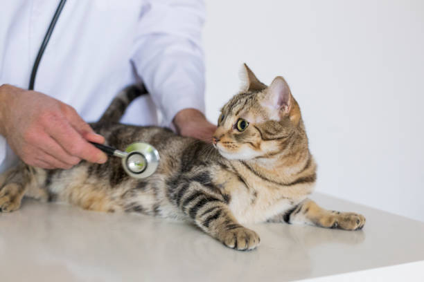 istock young veterinarian man examining a cute cat by using stethoscope, isolated on white background. Indoors 1209445765