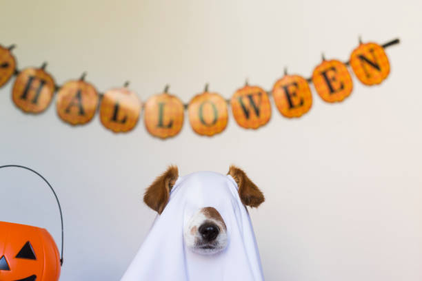 istock dog sit as a ghost for halloween on bed at home. Pets indoors 1209446878