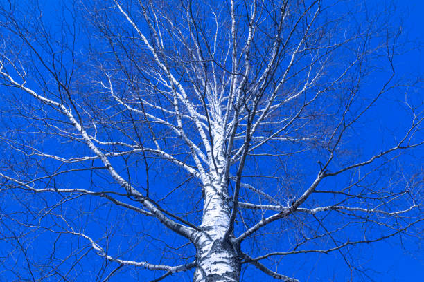 Alone birch tree on the background of clear blue sky in the winter or spring day