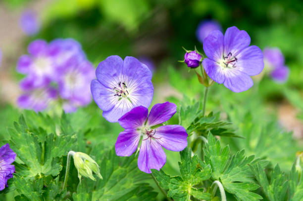 istock Cranesbills flowering plant, Geranium Rozanne flowers in bloom 1209447415