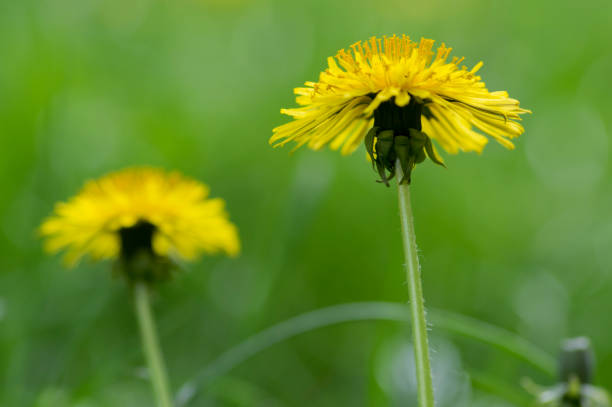 istock Yellow dandelion, Taraxacum officinale in bloom 1209447467