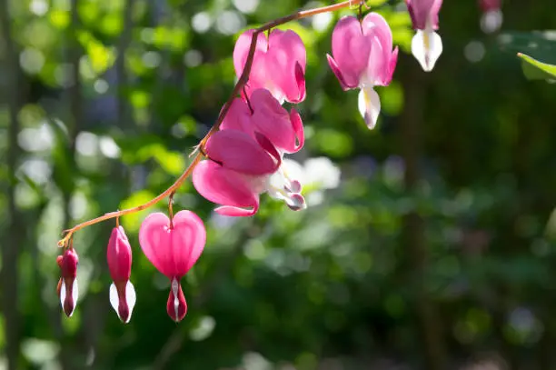 Dicentra spectabilis asian bleeding hearts, heart shaped flowers in spring garden in sunlight