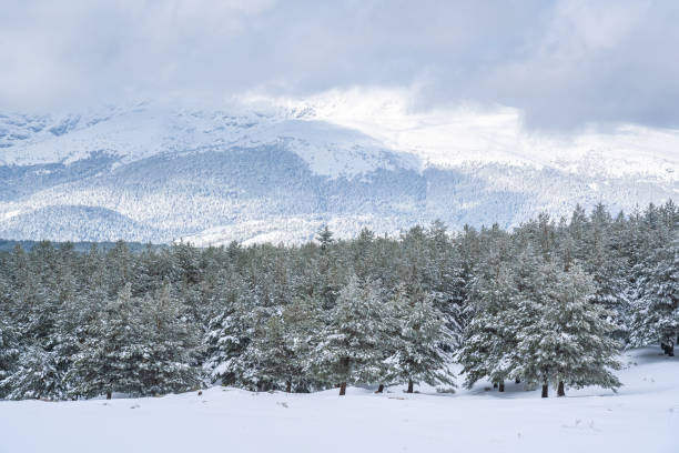 istock Snowy pine forest with snowy mountains 1209448626