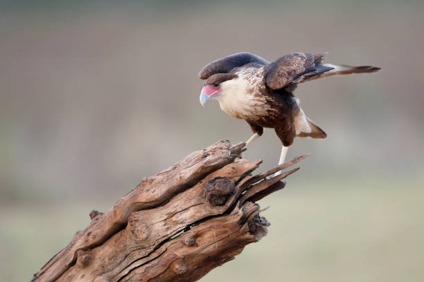 istock Northern Crested Caracara (Caracara cheriway) perched, Texas, USA 1209451210