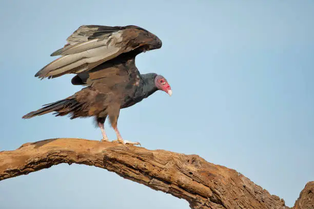 Photo of Turkey Vulture (Cathartes aura) wingspan, South Texas, USA