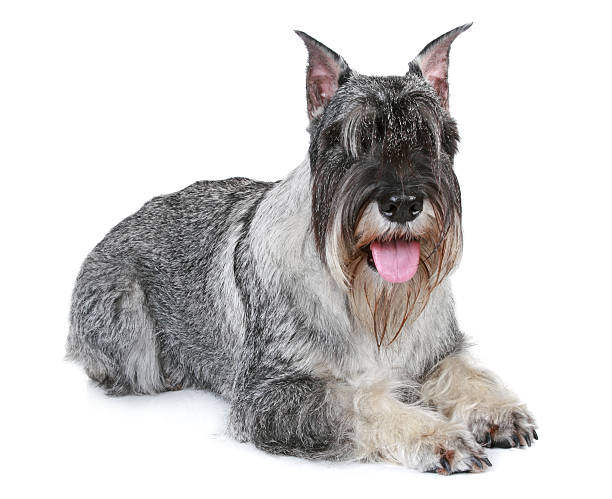 istock Mittel schnauzer dog lying on a white background 120945249