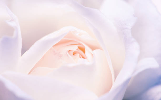 istock Macro shot of white rose bud 1209453058