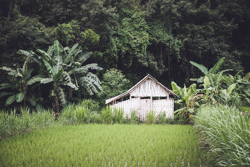 Small white bamboo hut between a rice field and the jungle in Bali, Indonesia