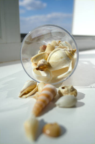 Many ocean shells in glass as an idea of part of room interior decoration. Concept of home decor. Selective focus.
