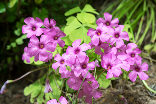 Oxalis debilis, the large-flowered pink-sorrel, pink woodsorrel in bloom, purple flowering small plant