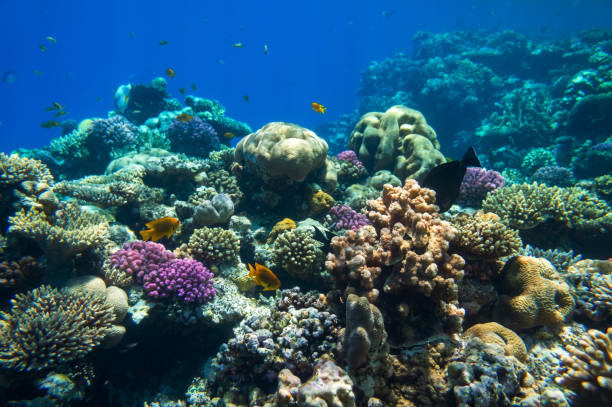 istock Coral reef with different fish in the red sea. Underwater shooting 1209454096