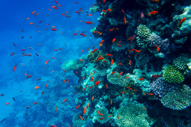 istock Coral reef with different fish in the red sea. Underwater shooting 1209454166