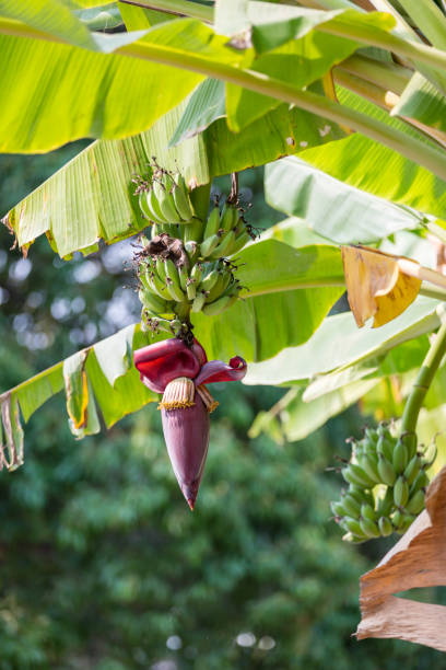 istock Focus a banana bud on tree with green grass  field background. Asian super fruit.  Tropical fruits. image for background, wallpaper and copy space.Tree banana.Raw banana on tree. 1209455030