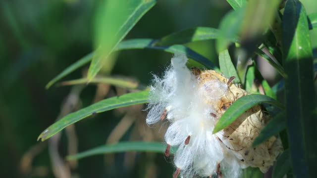 Milkweed Plant Seed Bursting From A Seed Pod