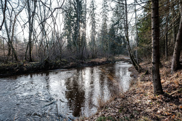 istock picturesque river in forest in autumn 1209456266