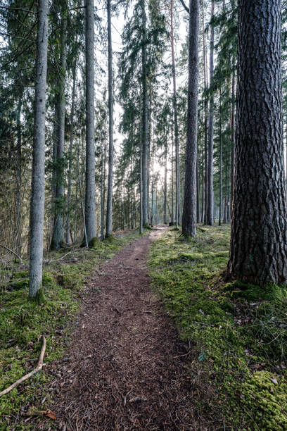istock beautiful clean spruce tree evergreen forest park 1209456284