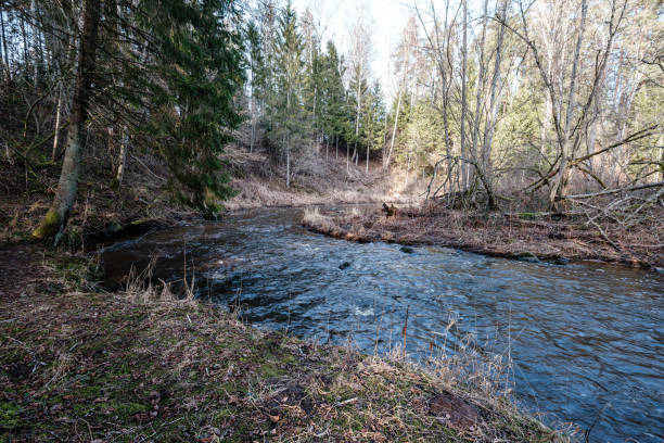 istock picturesque river in forest in autumn 1209456288
