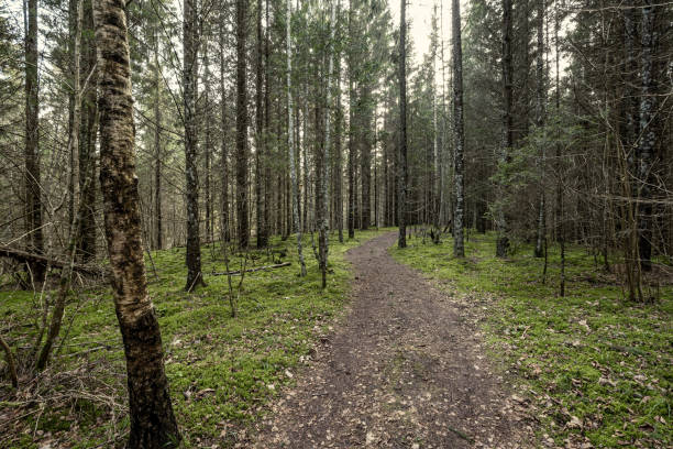 istock beautiful clean spruce tree evergreen forest park 1209456295