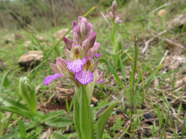 istock Anacamptis papilionacea, wild flower at Galilee 1209456303