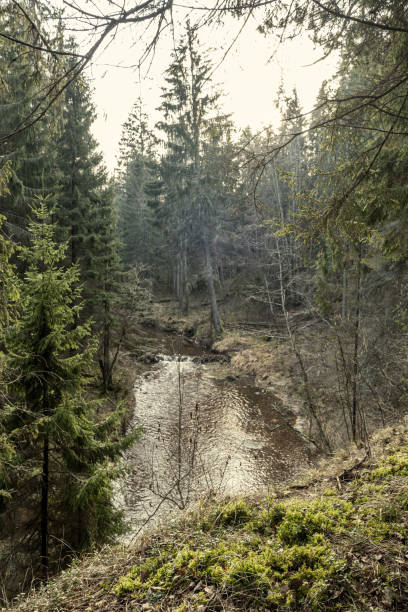 istock picturesque river in forest in autumn 1209456311