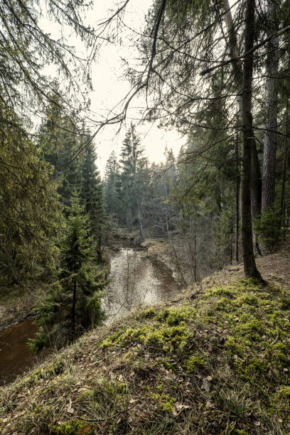 istock picturesque river in forest in autumn 1209456319