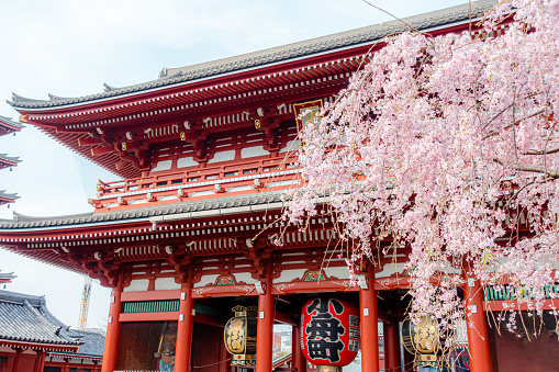 March 2019 - Tokyo, JAPAN: Sakura (cherry blossoms) at Sensoji Temple at Asakusa in springtime. This temple is a place of pristine beauty, architectural treasures are unique to Japan.