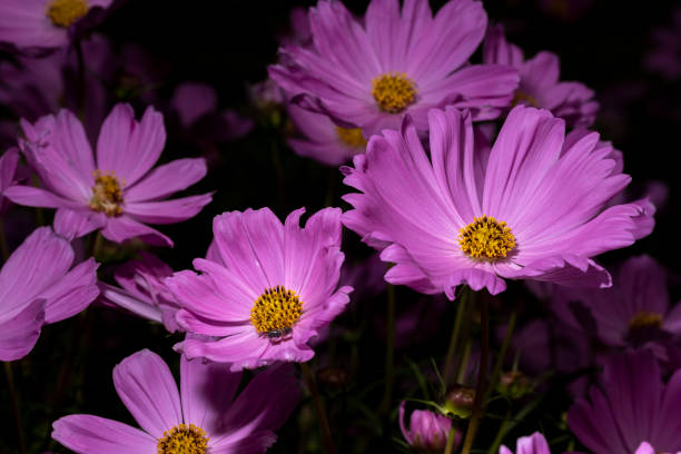 Close-up pink cosmos flower on black background stock photo
