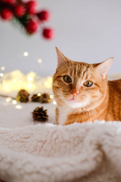 istock Cat and Christmas lights 1209461178