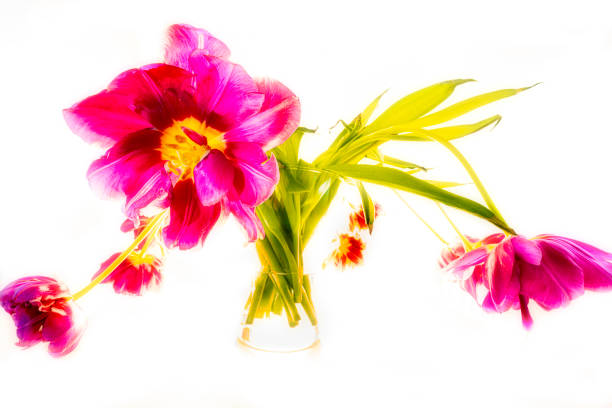 Slightly overflowered tulips i a glass vase
