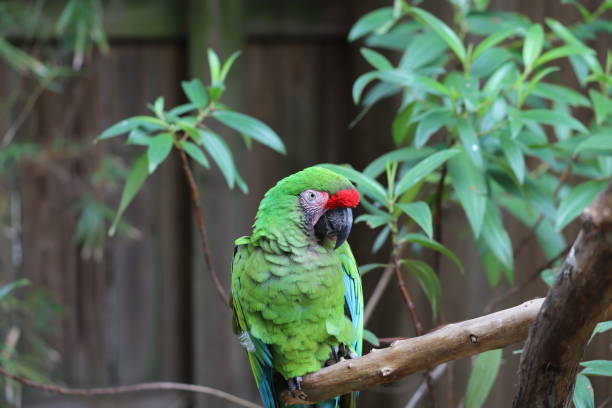 green macaw - 5943 imagens e fotografias de stock