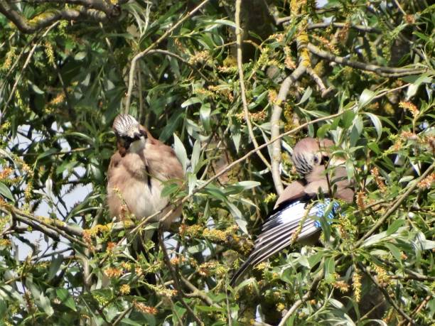 istock Close-up view of two young Jays perching in a Black Willow tree - one facing the front and looking at the other, which is preening a spread wing 1209463306