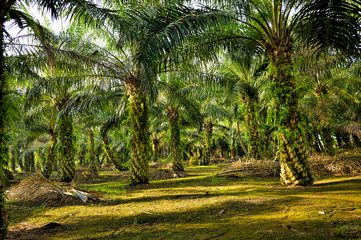 Large and tall Coconut palm trees in green garden of South India.