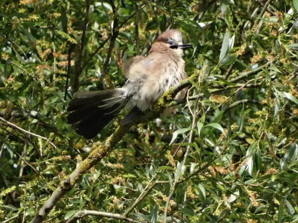 The young Jay is facing towards the right and it's beak is slightly open.  The branches are covered with lichen, seeds and long narrow green leaves.