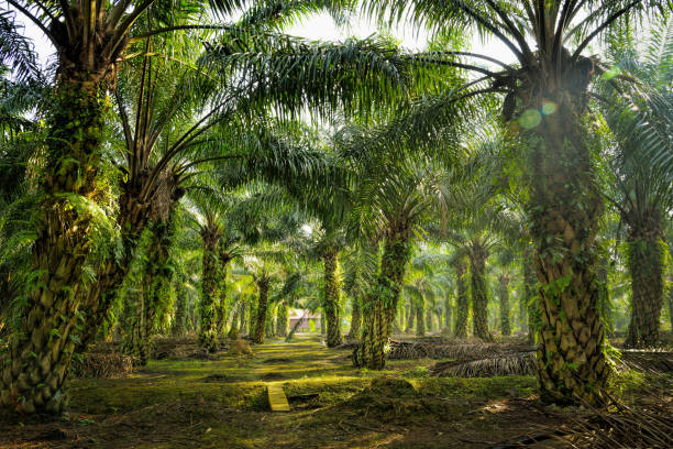 istock Oil Palm Plantation 1209464372