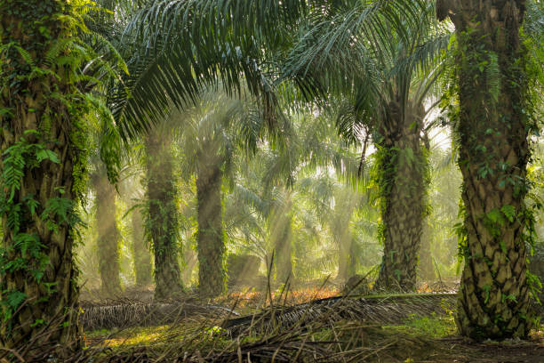 Oil Palm Plantation stock photo