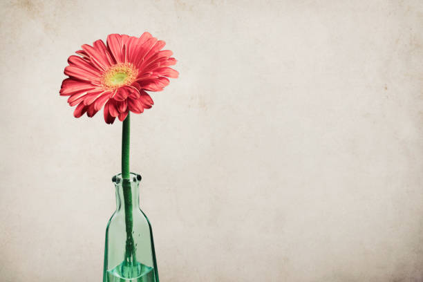 Beautiful gerbera flower in glass bottle. Isolated on white background
