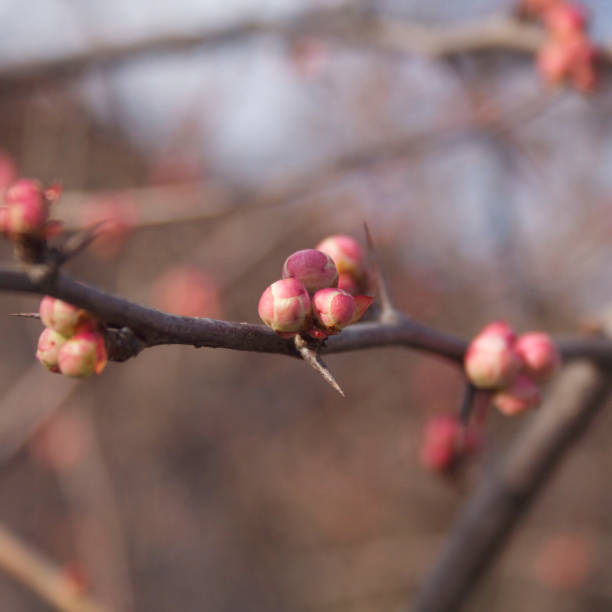 istock Japanese quince in bloom on winter. 1209466638