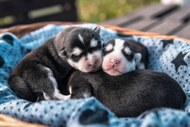 istock cute sleeping newborn husky puppies 1209468567