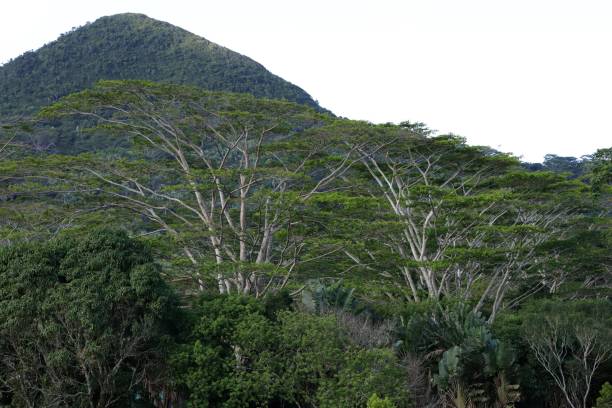 istock Vegetation at Chamarel Mauritius, Indian Ocean, Africa 1209468607