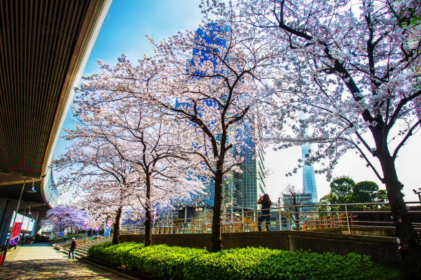 Idyllic Cherry blossom trees  at end  of March . Sumida district  at Tokyo city, Japan