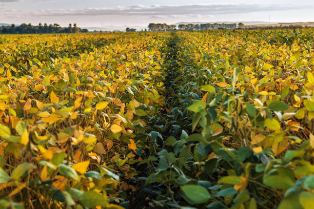 istock lush soybean field on sunset 1209468958