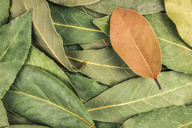 istock texture of laurel leaves 1209469003